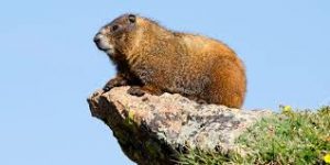 Сурок | Marmot